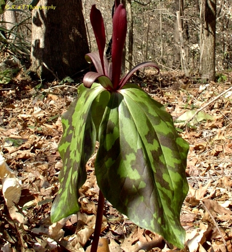 {Trillium maculatum}